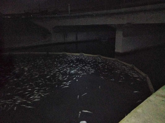 Aparecen miles de peces muertos junto a la depuradora de Pinedo