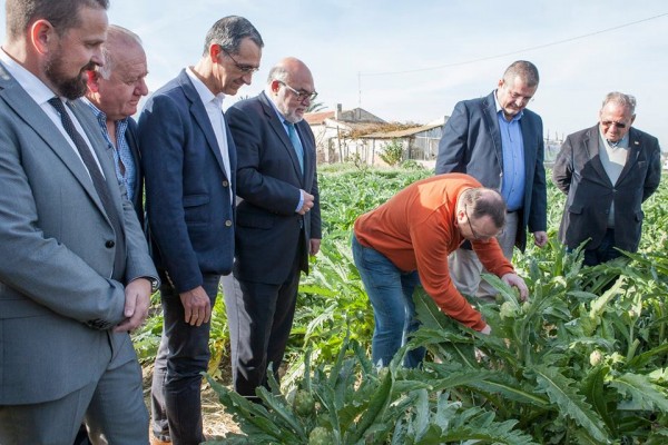 La campaña de la alcachofa superará las 25.000 toneladas en la Vega Baja