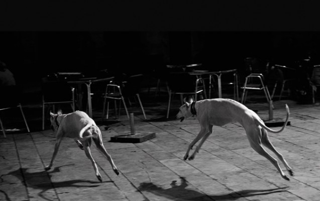 'Días Perros' reúne más de treinta fotografías sobre el amor por los animales