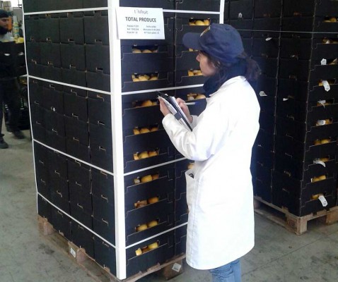 La cadena Aldi se suma a los supermercados que venden naranjas de la IGP 