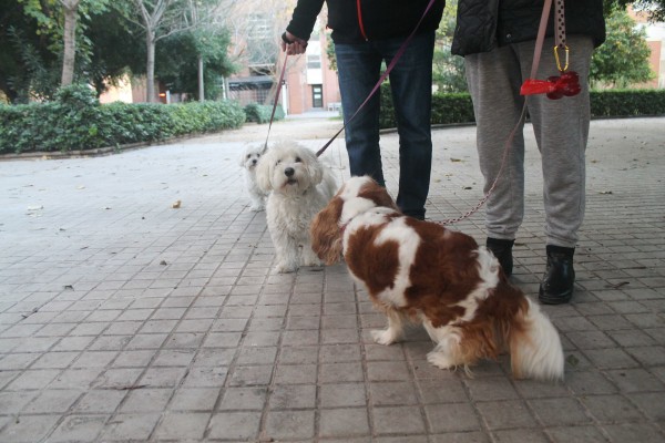 El Colegio de Veterinarios alerta de que los test de ADN contra las heces caninas no son eficaces