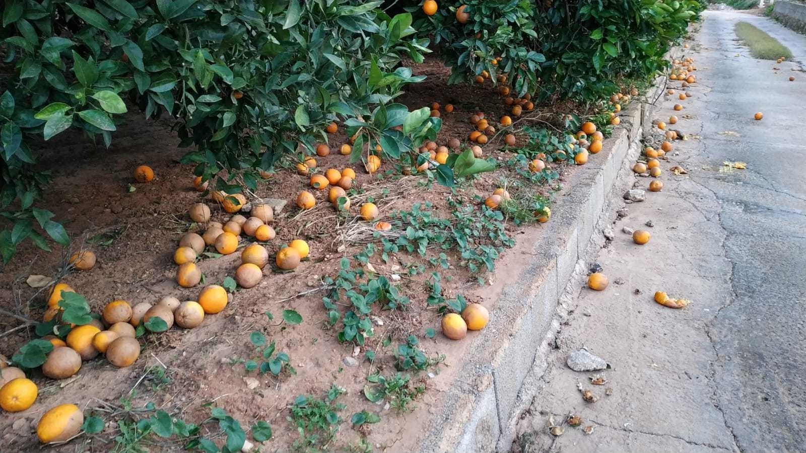 Compromís insta al Gobierno a renegociar el pacto con Sudáfrica y frenar la importación de cítricos