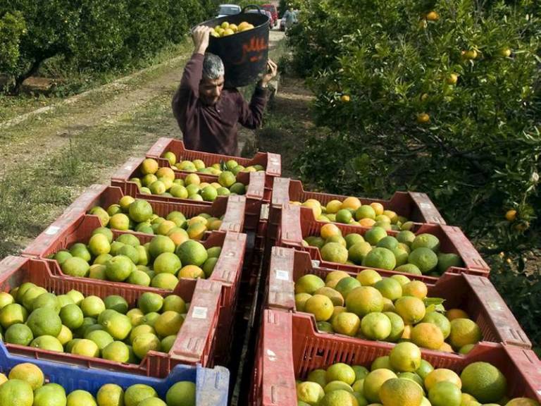 Un collidor en plena faena citícola. - 