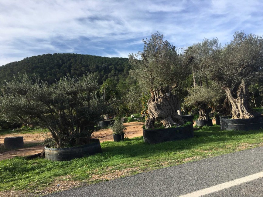 Olivos milenarios en Castellón. - 