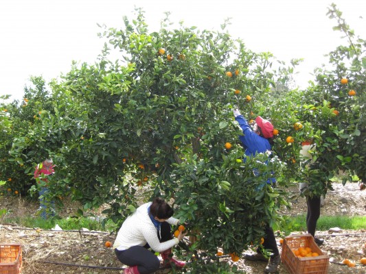 Los agricultores plantean acciones de protesta
ante la nefasta campaña citrícola