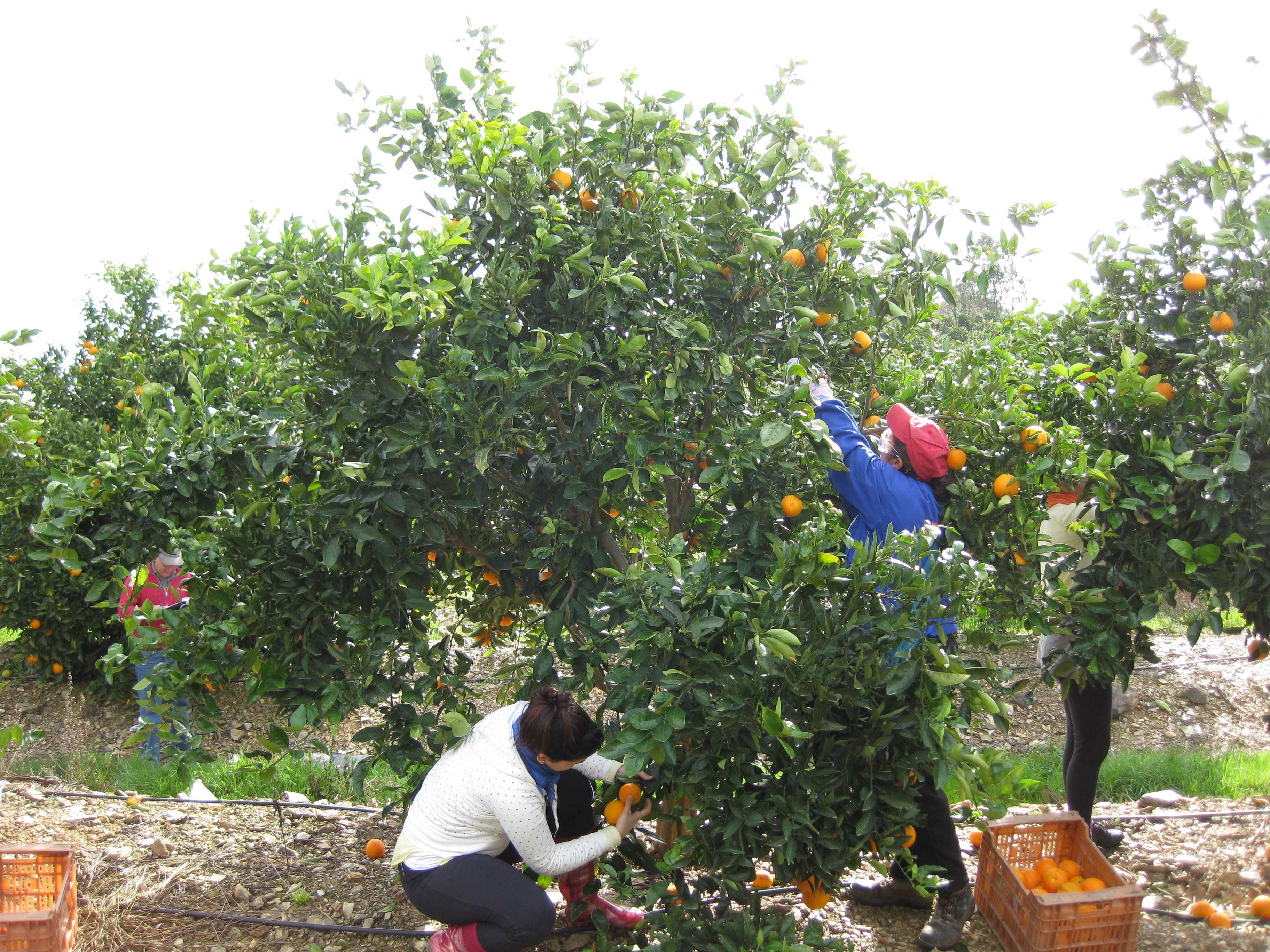 Los agricultores plantean acciones de protesta
ante la nefasta campaña citrícola