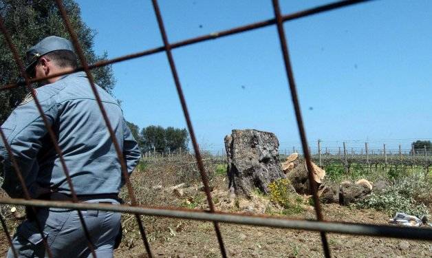 El campo enferma de 'Xylella' e intenta evitar que se convierta en una pandemia