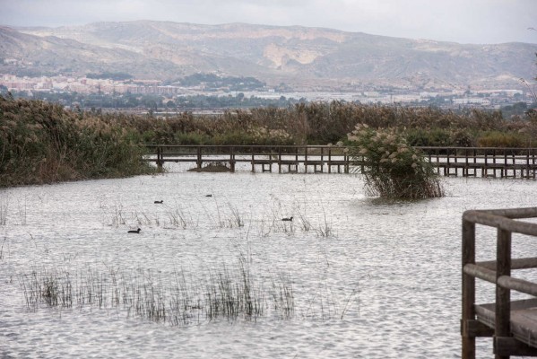 30 años de El Hondo como Paraje Natural: un ecosistema riquísimo y un perfecto desconocido 