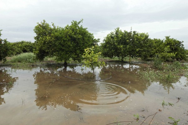 La Unió alerta de la pérdida de naranja en varias zonas de Valencia