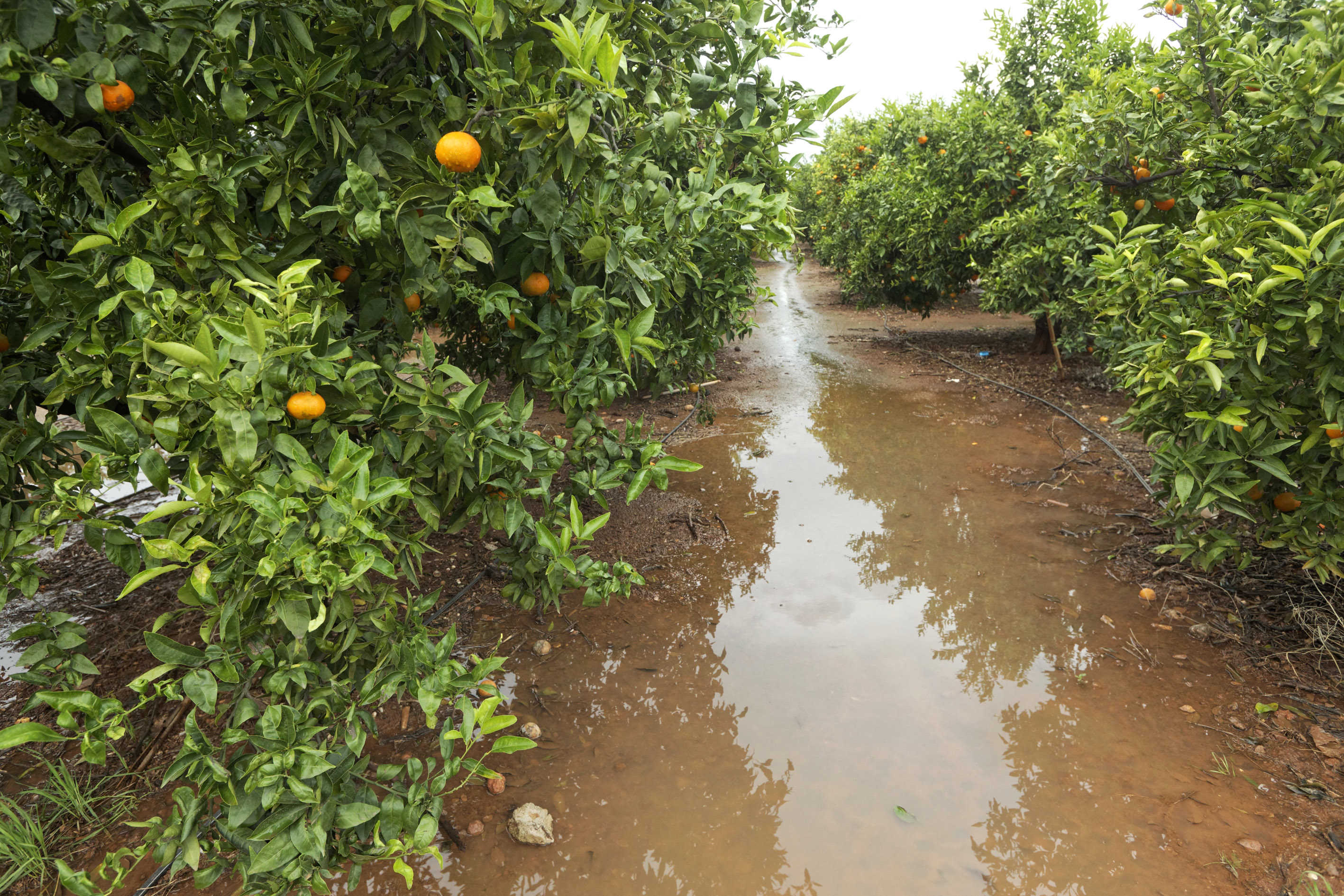  Las lluvias ponen en alerta al sector citrícola por el 'pixat' y la recogida de la fruta