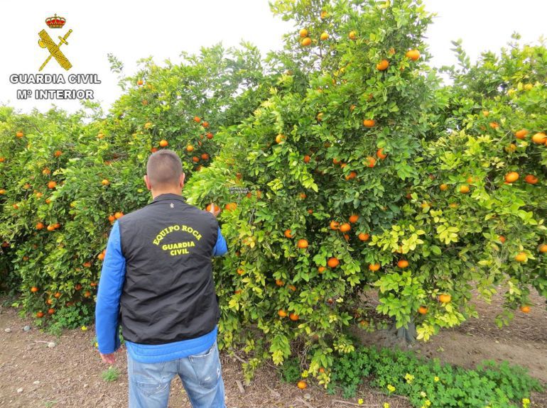 Vila-real arranca una campaña de seguridad para evitar los hurtos de naranjas en el campo