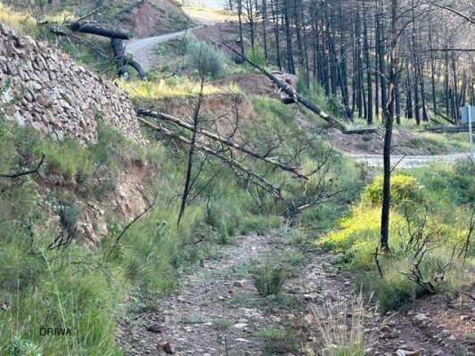 Ōriwa  reclama la retirada de los árboles caídos a raíz del incendio de Bejís en 2022 
