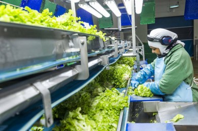 Verdifresh, proveedor de ensaladas de Mercadona, gana un 22,8% más tras facturar 164 millones 