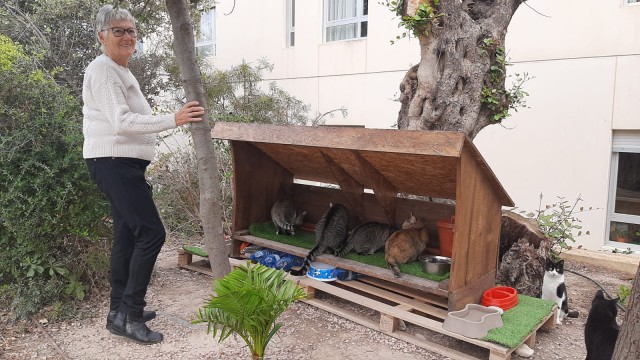 EU-Podem pide a El Campello un proyecto para gestionar las colonias felinas por 50.000 euros