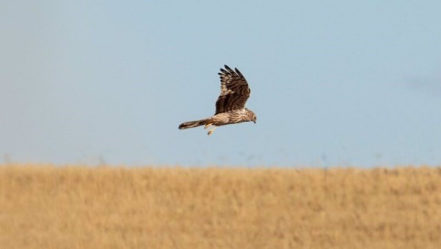 Un proyecto europeo en el que participa la UMU busca frenar la extinción del aguilucho cenizo en la Península
