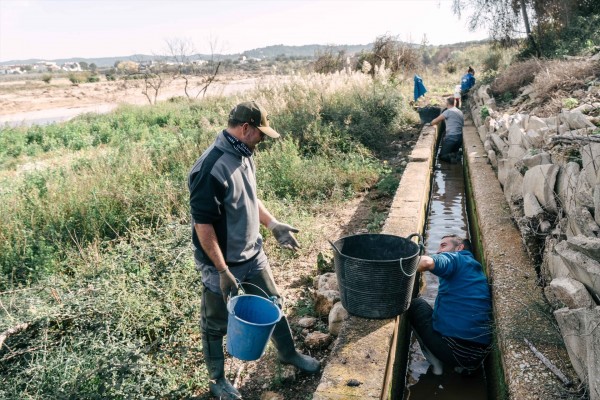 Técnicos de El Palmar y del Oceanogràfic salvan 1.300 almejas de agua dulce tras la Dana