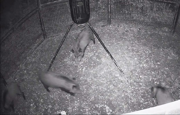 Els Poblets i El Verger capturen 47 porcs senglars amb gàbies videovigilades