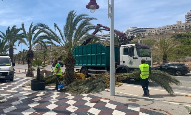 Las principales firmas de limpieza también pujan por la zonas verdes de Elche, por 5,8 millones anuales