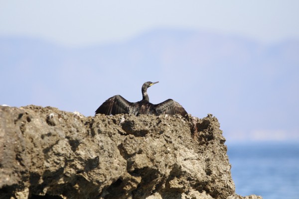 Medio Ambiente censa más de 7.700 aves invernantes cerca de la base aérea de San Javier