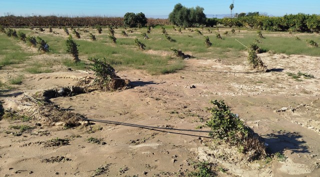 AVA-ASAJA valora que Agricultura mantenga ayudas pese a los incumplimientos a causa de la Dana

