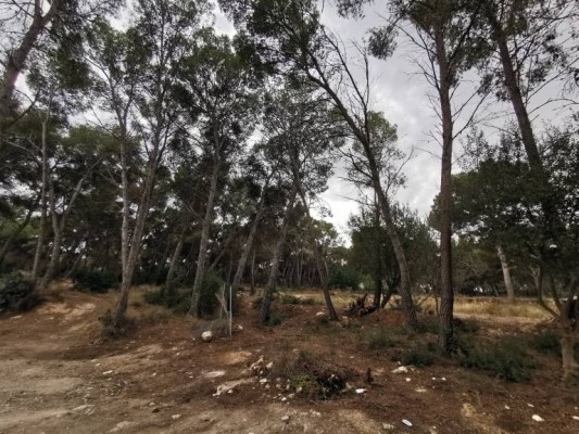 Estas fueron las noticias más leídas de la Marina Alta en 'Alicante Plaza'