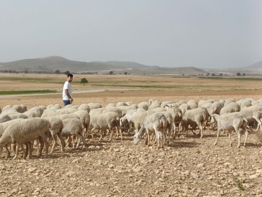 Hasta 228 jóvenes agricultores de la Región de Murcia se reparten 4,8 millones en ayudas al relevo generacional