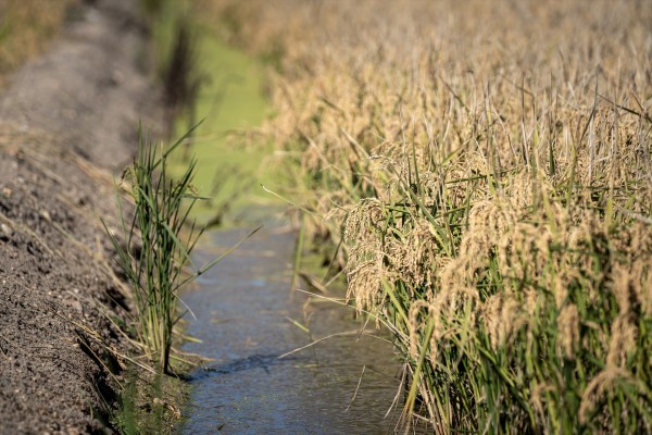 Ecologistas y Greenpeace piden mejorar la industria agrícola y acabar con la contaminación plástica
