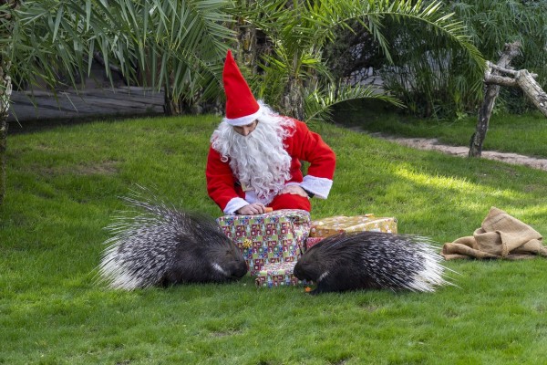 Los animales de Bioparc València reciben los regalos de Papá Noel
