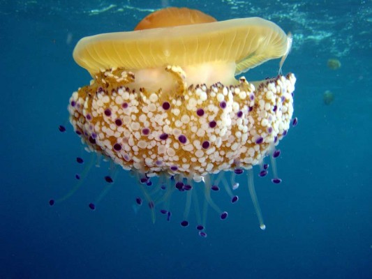 Científicos hallan signos de que las medusas duermen