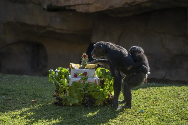 El Bioparc de València celebra el primer cumpleaños de la chimpancé Cala con una 
