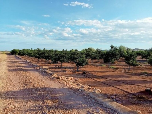 Statkraft ya negocia por el suelo de la planta solar: 2.500 euros por hanegada, 300 más si es citrícola
