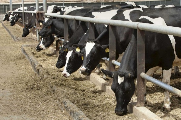 Las bebidas alternativas a la leche no sustituyen el yodo de la leche de vaca