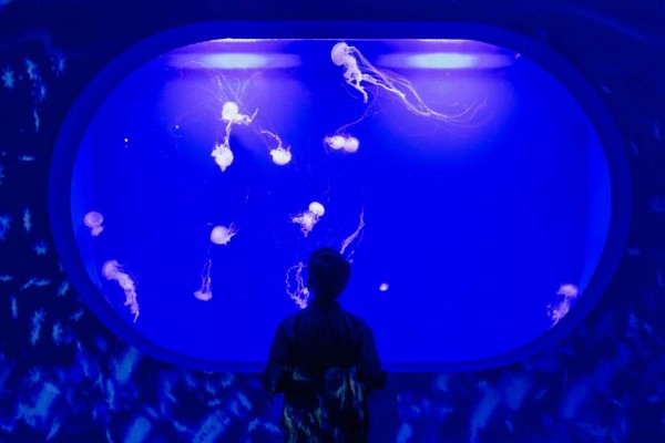 Nacen más de 10.000 medusas en menos de un año en el Oceanogràfic de València


