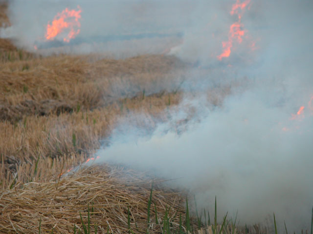 El Consell propone quemar solo el 40% de la paja de arroz en puntos donde sea 