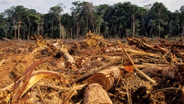 La pérdida de bosques provoca que generen más carbono del que pueden atrapar