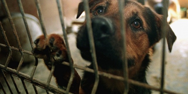 Cortar el rabo o las orejas a las mascotas y regalarlas como premio, prohibido a partir de febrero

