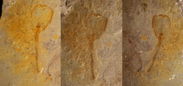 Un extraño ser marino con forma de tulipán de hace 500 millones de años aparece fosilizado