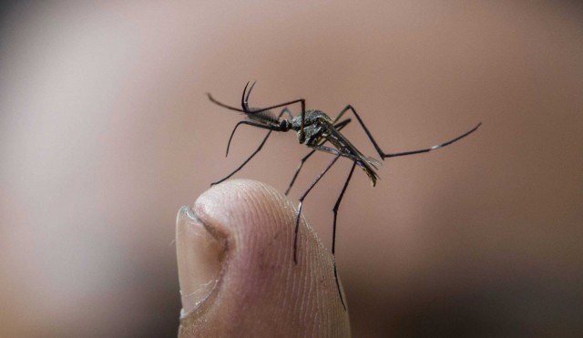 Tras la picadura, los mosquitos despegan suavemente para burlar a sus víctimas