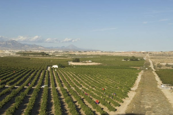 Empresas agrícolas de Alicante llevan a Andalucía parte de su producción por la falta de agua