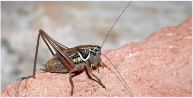 El abuso de plaguicidas, herbicidas y fertilizantes está acabando con grillos, saltamontes e insectos