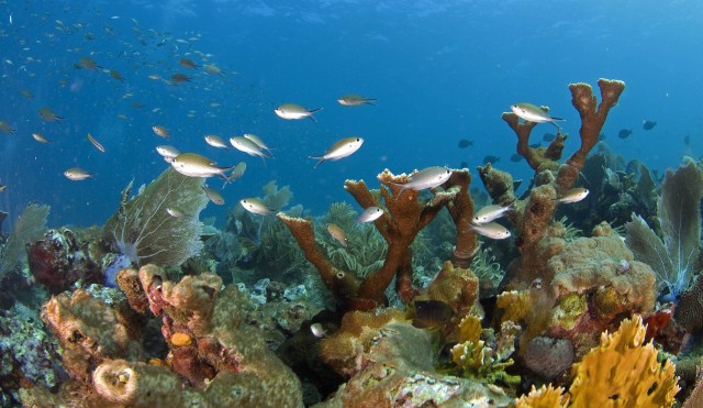 Descubren que los corales marinos comen plástico porque les resulta sabroso