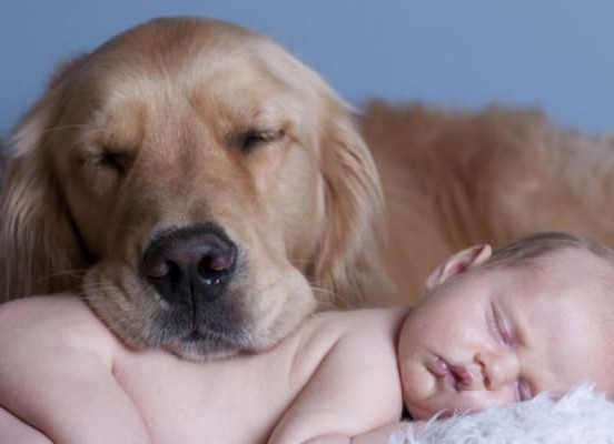 Los perros, como los humanos, también duermen mal cuando sufren estrés