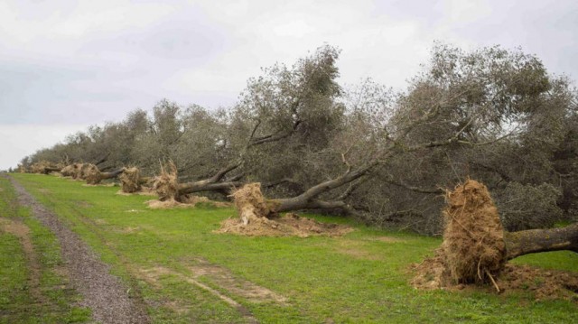 El cuarto brote de Xylella Fastidiosa afecta a 14 municipios de Alicante