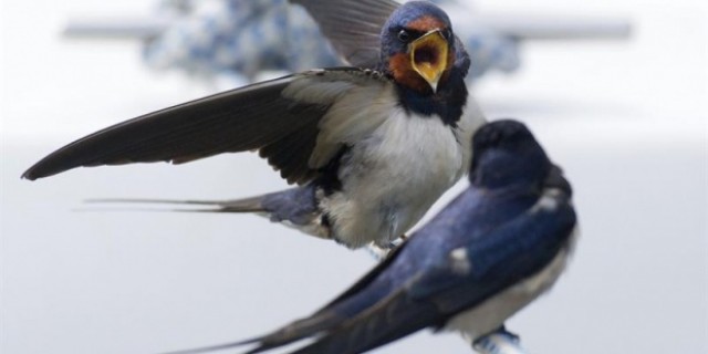 El piar de los pájaros se apaga en la ciudad: la población de las aves más comunes no para de menguar