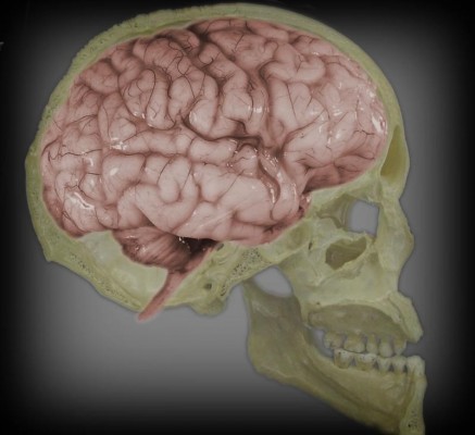 Una sonda más delgada que un cabello permite grabar la actividad cerebral en alta definición