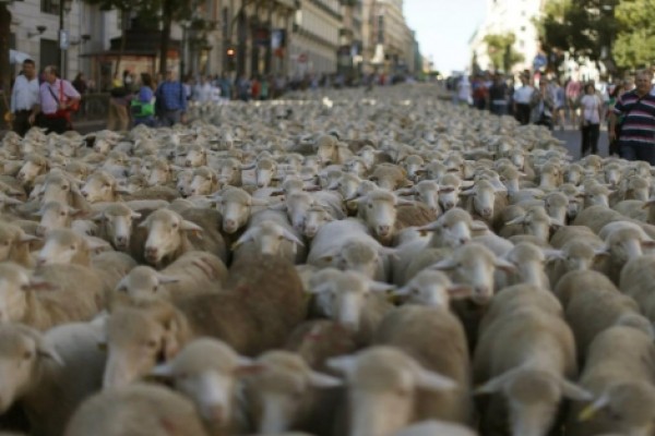 Las ovejas son capaces de reconocer caras humanas a partir de fotografías

