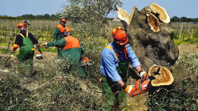 Los agricultores afectados por Xylella serán indemnizados con hasta 19.447€
