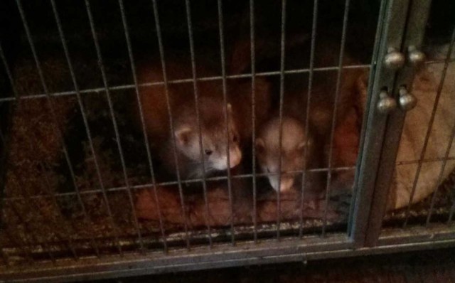 Condenados a 18 meses de cárcel por maltrato animal unos criadores ilegales de hurones de Chiva