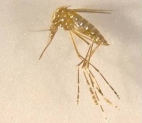 Crean mosquitos sin alas, con tres ojos y amarillos que ayudarán a prevenir enfermedades

