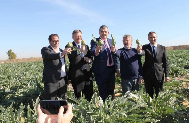 La sequía frena la expansión de la alcachofa de la Vega Baja tras crecer más de un 20% en cuatro años